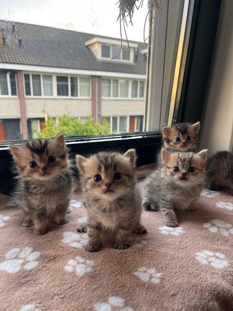 Britse korthaar Black golden shaded kittens 🐱, Dieren en Toebehoren, Katten en Kittens | Raskatten | Korthaar, Meerdere dieren