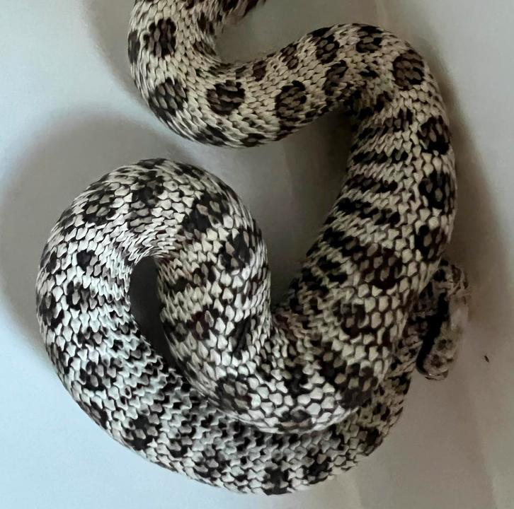1.0 heterodon nasicus 2025 Hognose Snake - male for sale from Vangilbergen