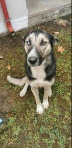 Lieve aanhankelijke Claire, Particulier, 1 tot 2 jaar, Buitenland, Teef