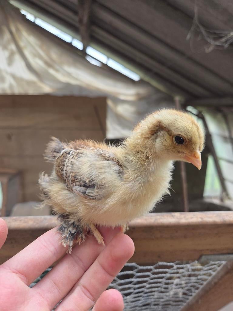 Hennen kuikentjes, Vrouwelijk, Kip