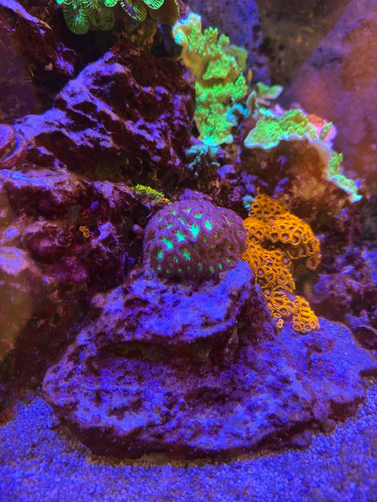 Blastomussa Wellsi Koraal roze Groen, Dieren en Toebehoren, Vissen | Aquariumvissen, Overige typen, Zoutwatervis