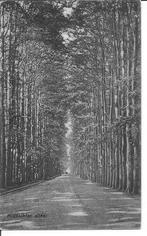 Middachten Allee   De Steeg., Ophalen of Verzenden, 1920 tot 1940, Gelopen, Gelderland