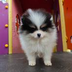 Pomeriaan pups, 8 tot 15 weken, Parvo, Eén hond, Nederland