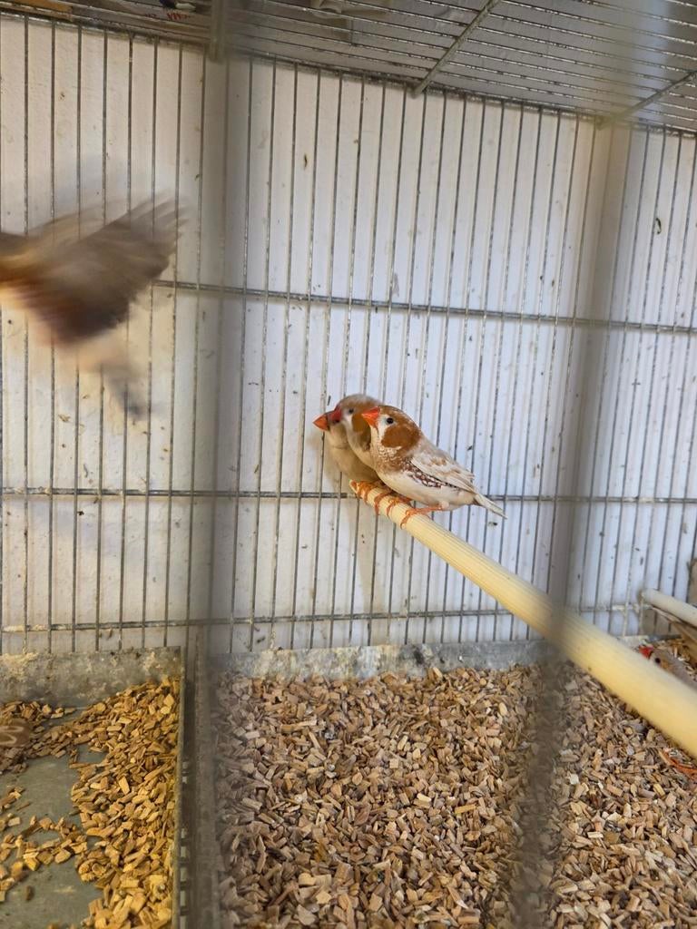 Diverse tropen, Dieren en Toebehoren, Vogels | Overige Vogels, Meerdere dieren