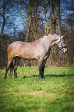 Super lieve pony te koop! Geschikt verschillende ruiters, Dieren en Toebehoren, Pony's, Merrie, E pony (1.48m - 1.57m), Dressuurpony