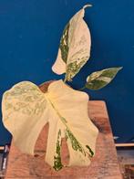 Monstera Thai Constellation p13 (33)