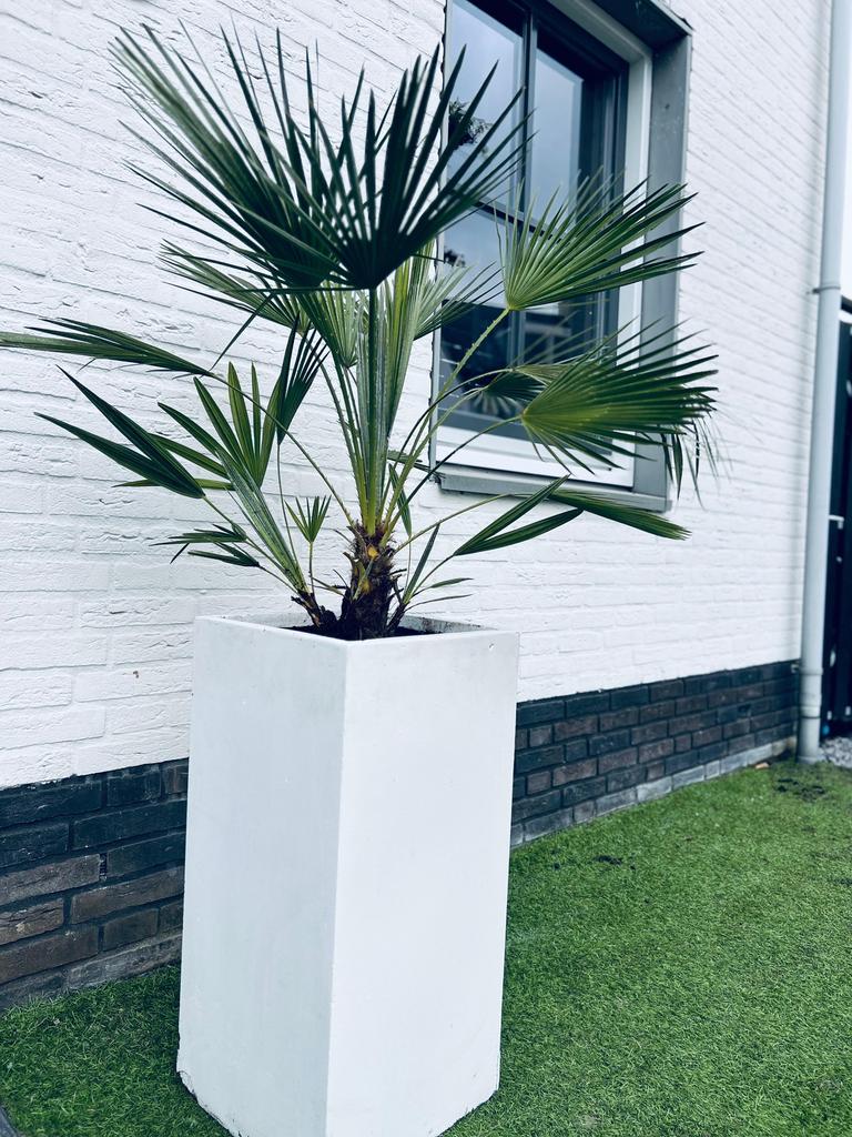 Palmboom in pot, Tuin en Terras, Overige materialen, Gebruikt, Rond, Ophalen of Verzenden