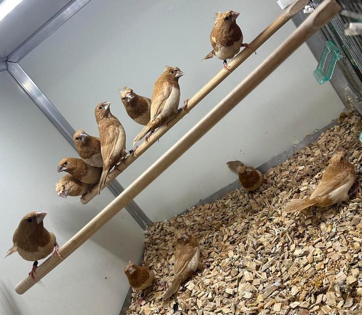 Roodbruine japanse meeuwtjes, Dieren en Toebehoren, Vogels | Overige Vogels, Meerdere dieren