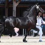 Lieve Friese stermerrie, Merrie, Dressuurpaard, 3 tot 6 jaar, 165 tot 170 cm