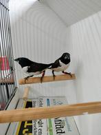 Gezocht Reuzen ekster (lounchura fringilloides), Dieren en Toebehoren, Mannelijk