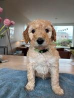 Goldendoodle puppies/ doodle pup / pups, Dieren en Toebehoren, 8 tot 15 weken, Meerdere, Meerdere dieren, Middel