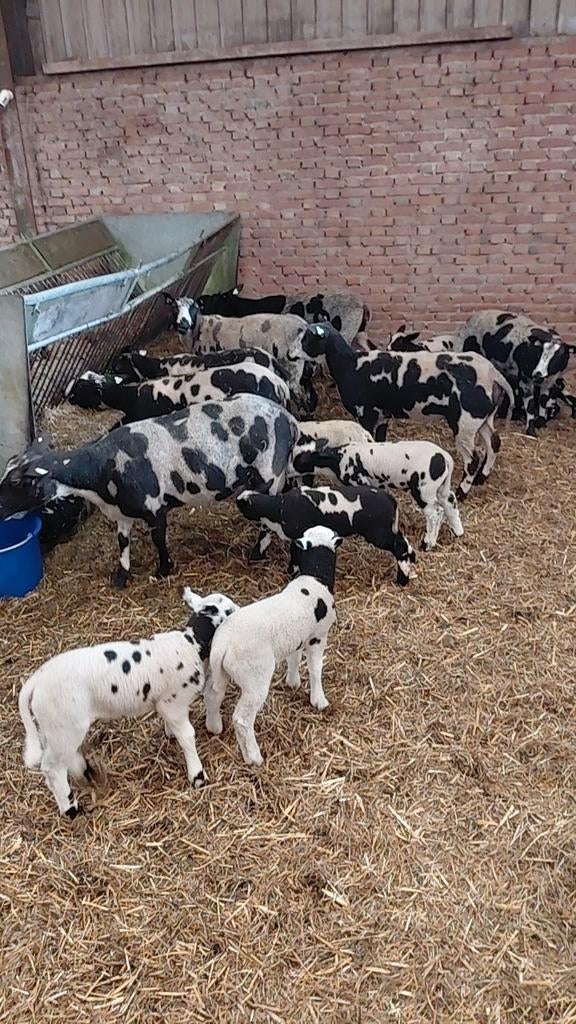 Te koop mooie bonte Schapen stellen en drachtige te koop!, Dieren en Toebehoren, Schapen, Geiten en Varkens, Vrouwelijk, Schaap