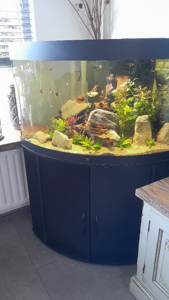 Aquarium, Dieren en Toebehoren, Vissen | Aquaria en Toebehoren, Ophalen, Gebruikt, Leeg aquarium, Juwel