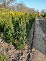 Taxus Fastigiata, Ophalen, Taxus, Haag, Minder dan 100 cm