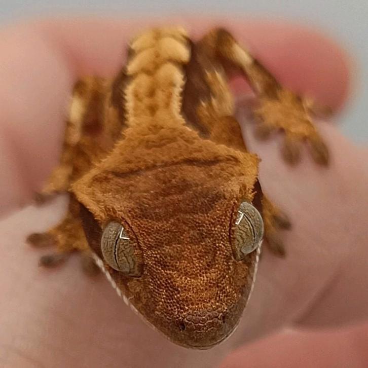 Wimpergekko nakweek 2025 tricolor Crested Gecko - unknown for sale from Sabrina