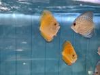 Giant Blue Flora Discus, Symphysodon Discus, Dieren en Toebehoren, Vissen | Aquariumvissen, Vis, Zoetwatervis
