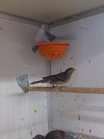 Mexicaanse roodmus man, Dieren en Toebehoren, Mannelijk, Zangkanarie