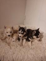 Husky,s pups, 8 tot 15 weken, Meerdere, Meerdere dieren, Nederland