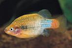 Xenotoca Doadrioi levendbarende tandkarper te koop /ruilen, Vis, Zoetwatervis, Schoolvis