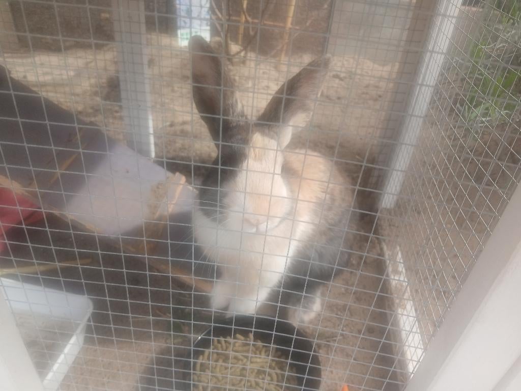 Konijntjes, Dieren en Toebehoren, Konijnen, Meerdere dieren, Dwerg, Hangoor, 0 tot 2 jaar