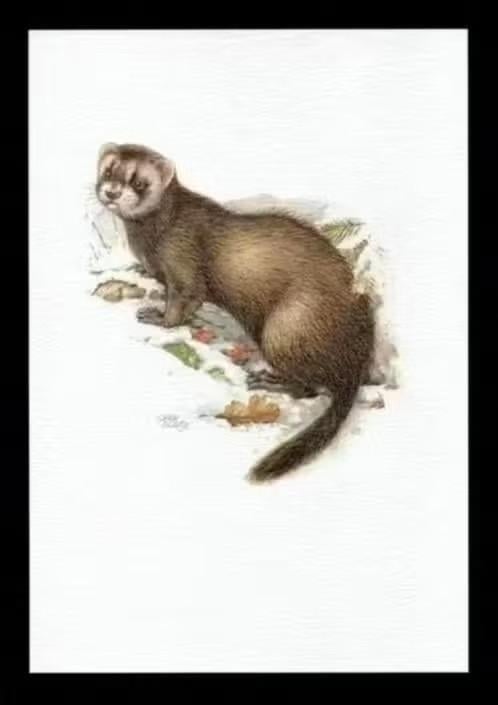 Bunzing Mustela Putorius Roofdier Kunstdruk., Ophalen of Verzenden, Zo goed als nieuw