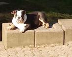 Engelse Bulldog Teef, Dieren en Toebehoren, Teef, Bulldog, Eén hond, 3 tot 5 jaar