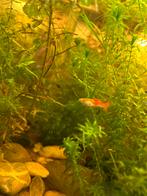Guppy mannetje, Dieren en Toebehoren, Vissen | Aquariumvissen, Vis