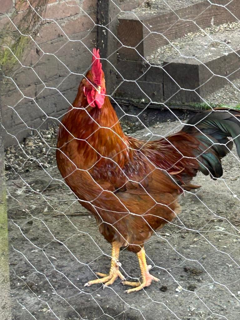 Red Hampshire haan 6 maand., Dieren en Toebehoren, Pluimvee, Mannelijk, Kip