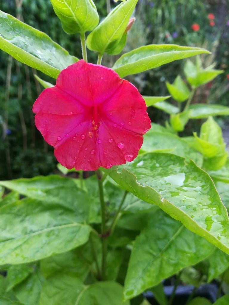 Nachtschone Rood zaden, Mirabilis jalapa,  "Wonderbloemen", Verzenden, Volle zon