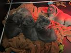 Cane corso pups te koop, Overige rassen, 8 tot 15 weken, Parvo, Meerdere