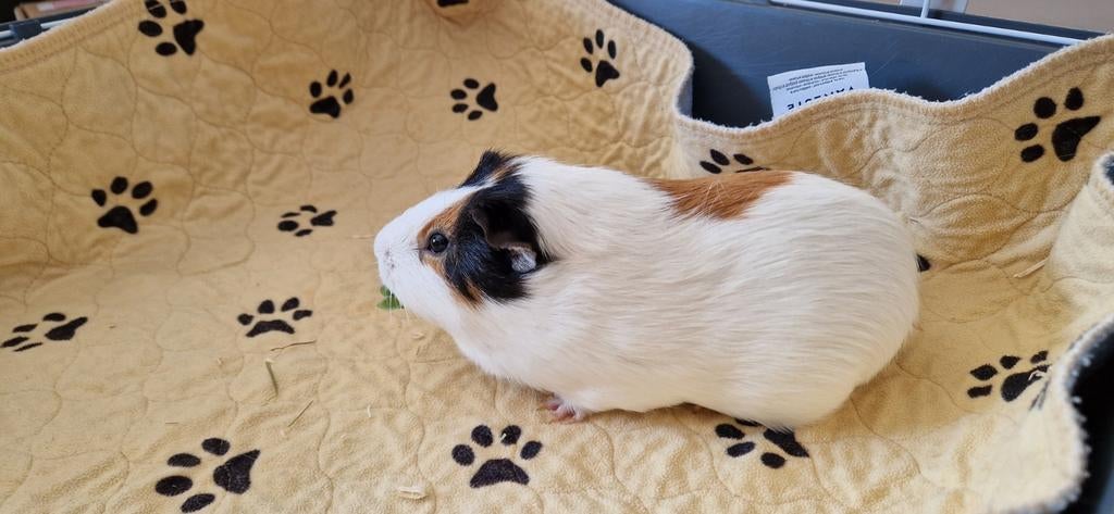 2 cavia beertjes, een jaar oud, Cavia, April, Mannelijk, Tam