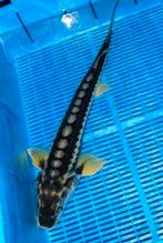 Graskarpers, Zeelt, Blauwe winde, Goudvis, Sarasa, Steur, Karper of Koi