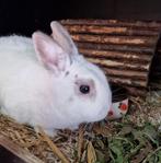 Gecastreerde en gevaccineerde ram van 3 jaar oud, Dieren en Toebehoren, Konijnen, Mannelijk, Dwerg, 3 tot 5 jaar