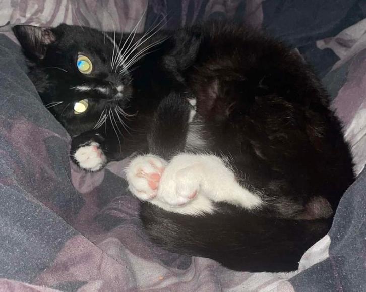 Gezocht: kitten/jonge kat, Dieren en Toebehoren, Katten en Kittens | Overige Katten, 0 tot 2 jaar