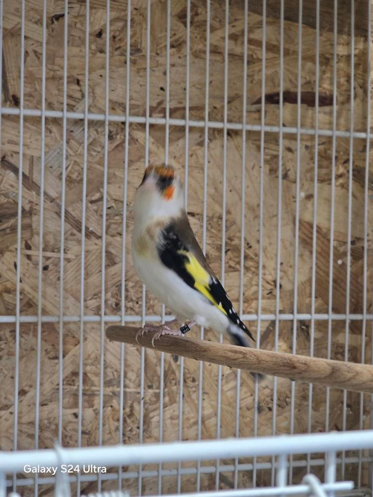 mooie een koppelen major putter, Dieren en Toebehoren, Vogels | Overige Vogels, Mannelijk, Wildzangvogel