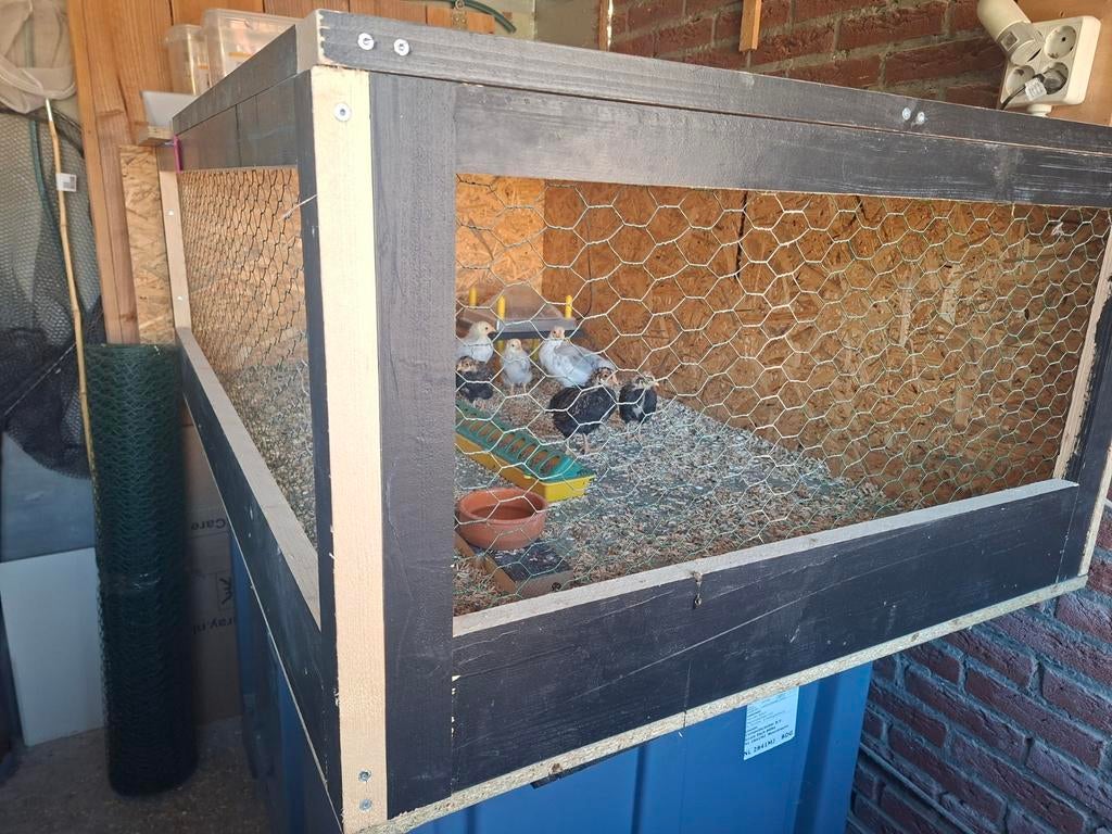 Wyandotte krielkippen / kuikens, Dieren en Toebehoren, Pluimvee, Kip