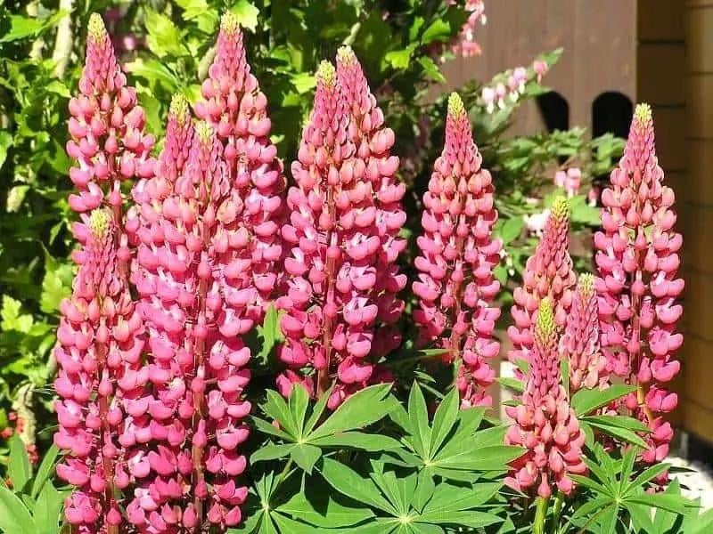 Lupines, plantjes roze of paars., Overige soorten, Ophalen of Verzenden, Tweejarig, Halfschaduw