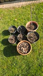 Vijgenboompjes, Tuin en Terras, Ophalen of Verzenden, Minder dan 100 cm, Overige soorten, Zomer