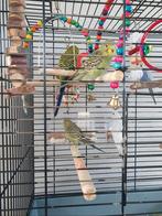 parkieten) te koop, Meerdere dieren, Parkiet