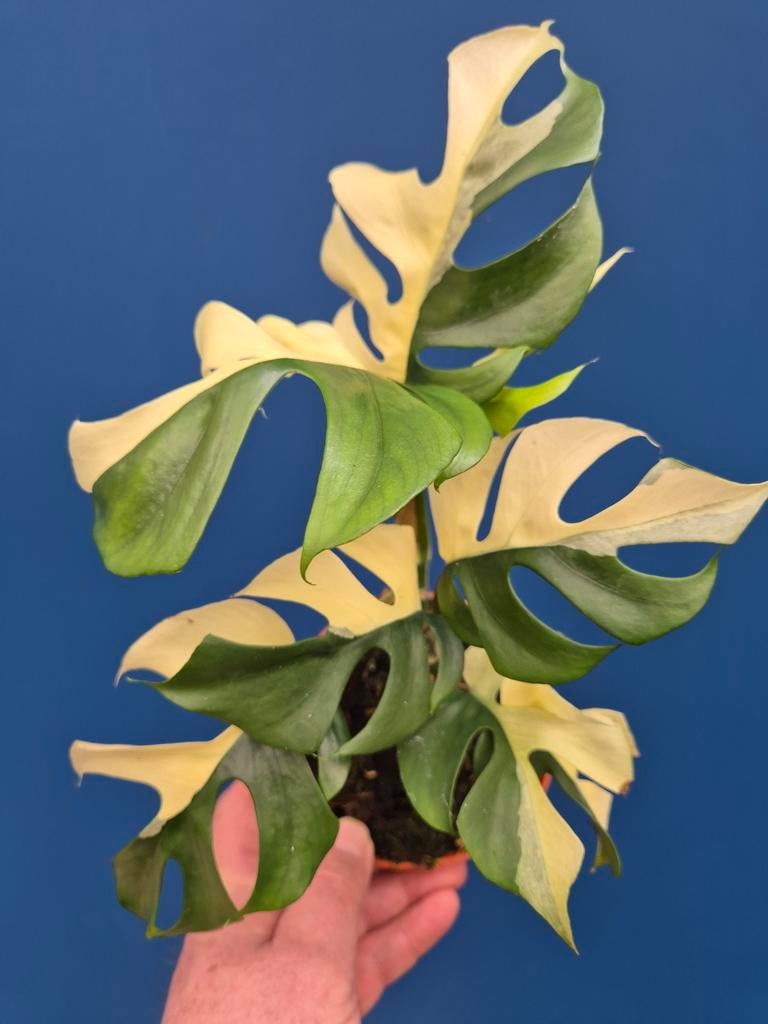 Rhaphidophora Tetrasperma Variegata p12 (5), Huis en Inrichting, Kamerplanten, Ophalen of Verzenden, Halfschaduw, Minder dan 100 cm