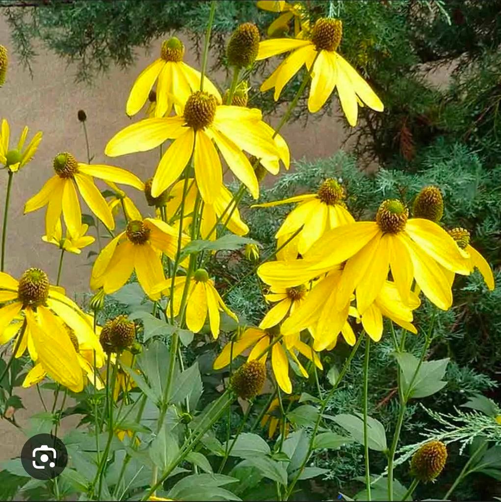 Gele zonnehoed planten - Rudbeckia Nitida, Ophalen, Overige soorten, Volle zon