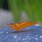 Caridina thambipillai madarijn garnaal, Kreeft, Krab of Garnaal, Zoetwatervis, Schoolvis