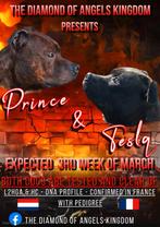 Verwacht raszuivere Engelse Stafford pups met stamboom, Particulier, Overige rassen, 8 tot 15 weken, Buitenland