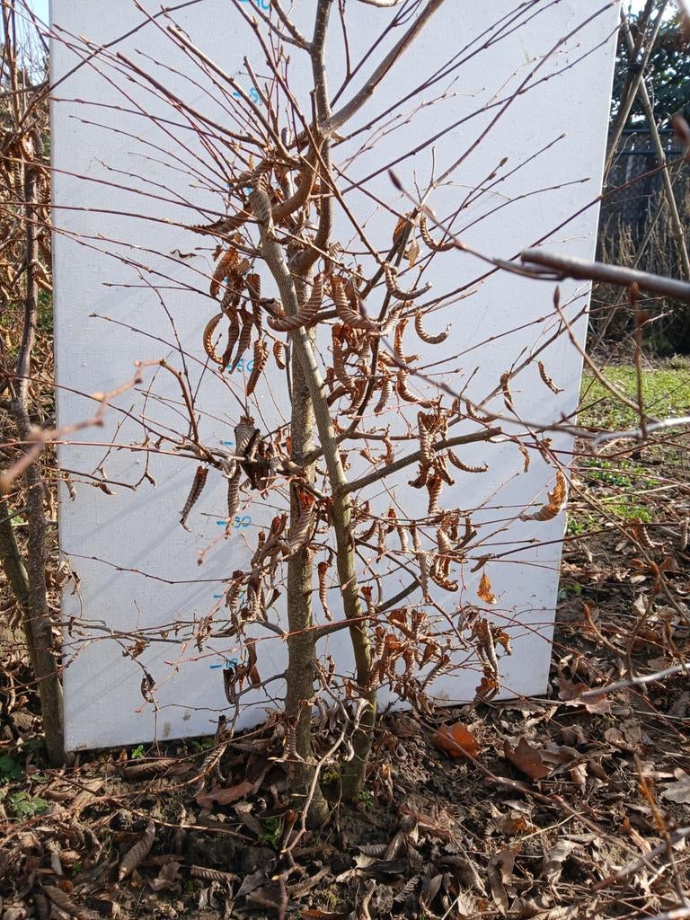 Pre bonsai, japanse haagbeuk, Tuin en Terras, Planten | Bomen, Ophalen of Verzenden, Volle zon, Overige soorten