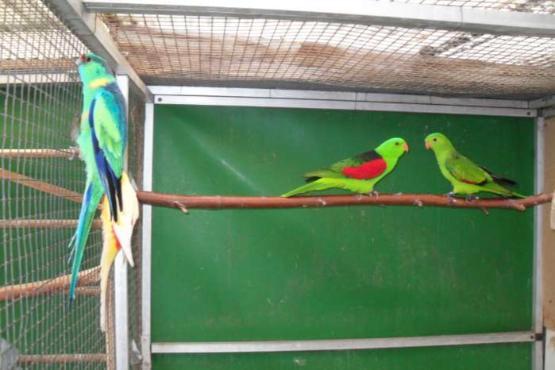 12 april op beurs in heemkerk  daarna  thuis, Dieren en Toebehoren, Vogels | Parkieten en Papegaaien, Parkiet, Meerdere dieren