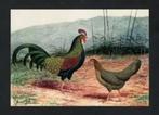 Pluimvee Kippen Javaans Boshoen Boerderij, Van Gink., Ophalen of Verzenden, 1980 tot heden, Ongelopen, Vogel