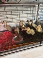 Jonge loopeenden te koop, Geslacht onbekend