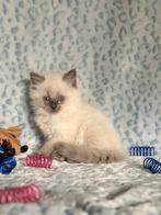 Super lieve en speelse Ragdoll Bluepoint katertjes!, Dieren en Toebehoren, Katten en Kittens | Raskatten | Langhaar, Kater