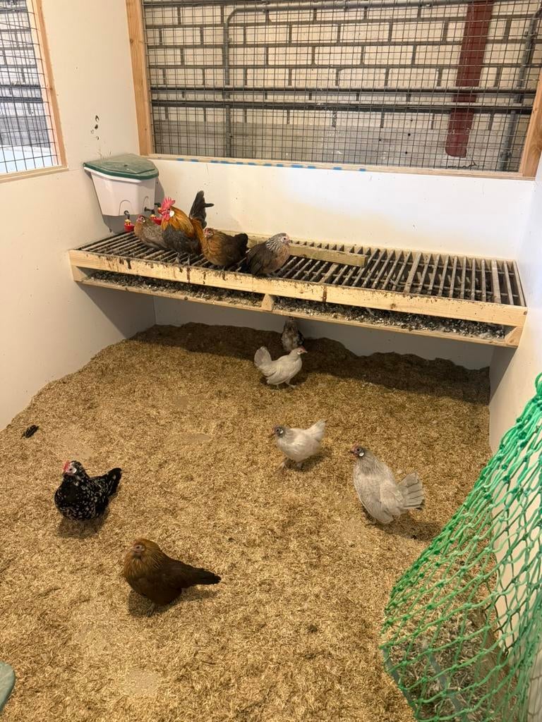 Hollandse krielen + onverwante haan, Dieren en Toebehoren, Pluimvee, Meerdere dieren, Kip