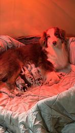 Australische herder pups, België, Particulier, 8 tot 15 weken, Parvo